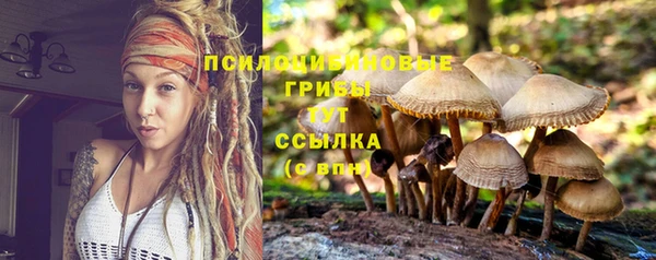 крисы Новокубанск